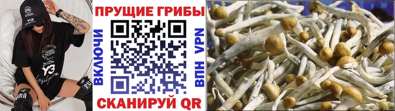 Галлюциногенные грибы GOLDEN TEACHER  Кировград 